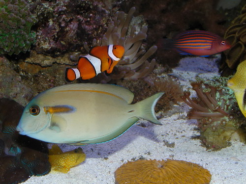 Acanthurus olivaceus
