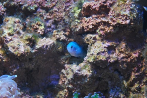 Chromis som bor baggrund<br />Chromis som bor i baggrund