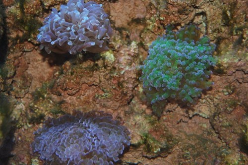 Euphyllia x3
