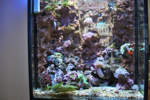 Hele akvarium, uden blitz.jpg