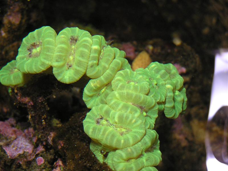 Calustrea 1 (Medium).JPG