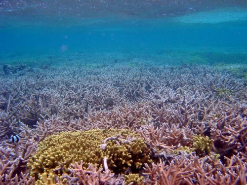reef (Small).JPG