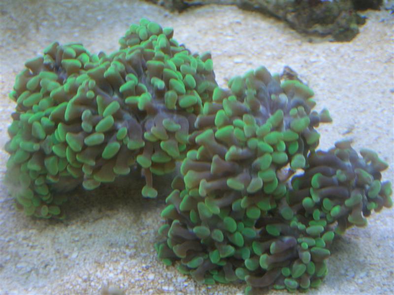 CIMG2230wonder (Medium).JPG