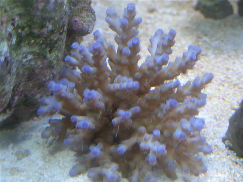 CIMG2231wondersurfer (Medium).JPG