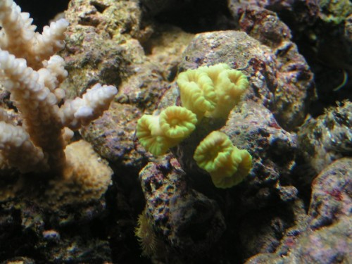 6. Caulastrea og en acropora