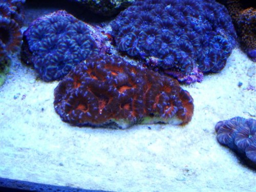 Billede 036 (Small).jpg