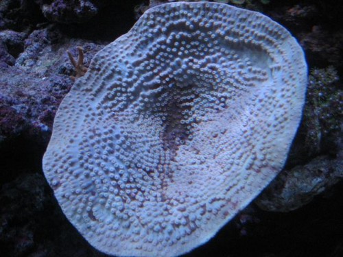 350L 27-08-09 002.jpg