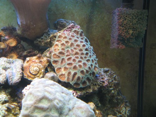 Montastrea magnistellata  red-eyed
