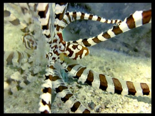 Decocean fisk (1) (Small).jpg