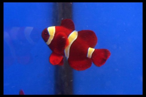 Decocean fisk (55) (Small).JPG