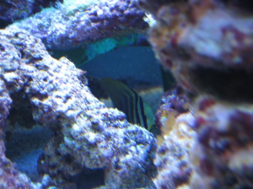 Billede 008 (Large).jpg