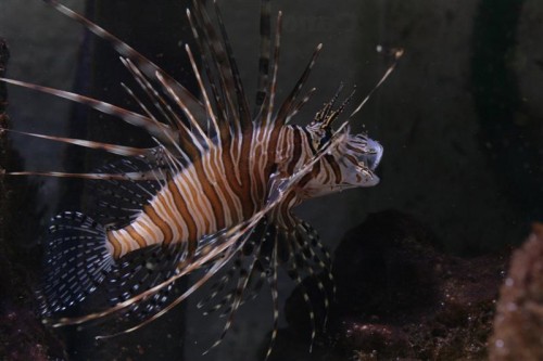 Pterois volitans - ca 14 cm