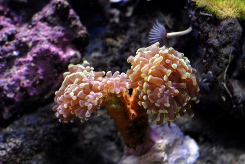 nyerhvervet hammerkoral