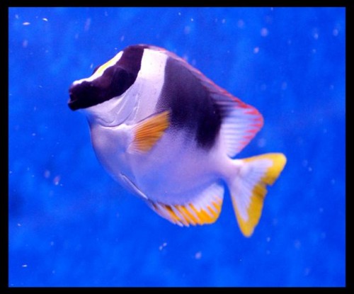 Dec fisk 18-9-09 (34).JPG