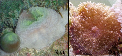 Skiveanemoner