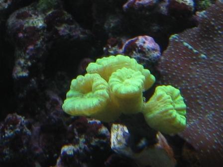 caulastrea