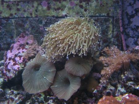 euphyllia