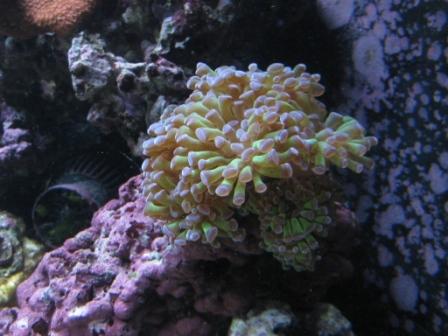 euphyllia