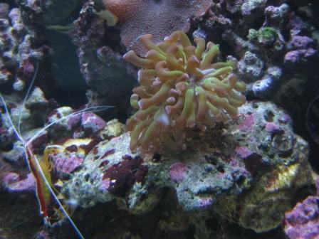 euphyllia