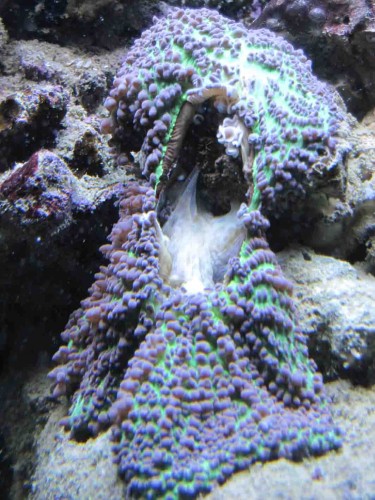 IMG_0284koral.jpg