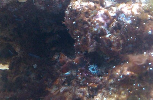 Pest anamone