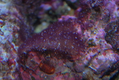 DSC_0001-1.jpg