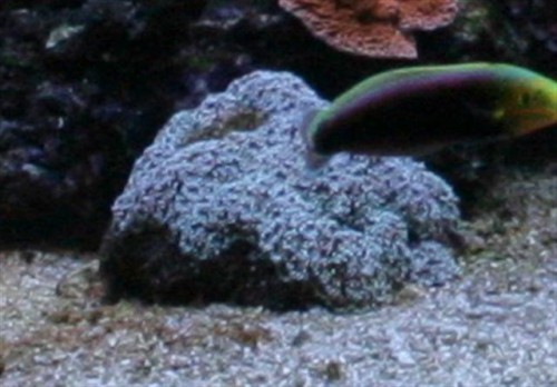 Goniopora 07-08-2009 (Small).JPG