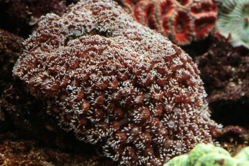 Goniopora 30-09-2009 13-25-25 (Medium).JPG