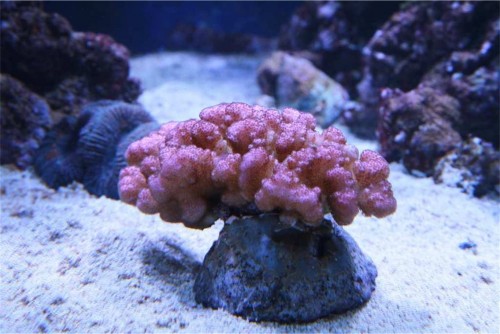 Pocillopora damicornis
