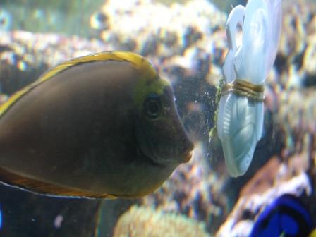 akvarie081009 (3).JPG
