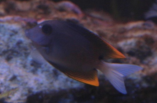 C. tominiensis