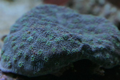 Echinopora sp, men hvilken?
