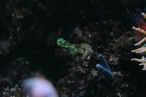 Haliclona sp. og Hydnopora sp. men hvilken?