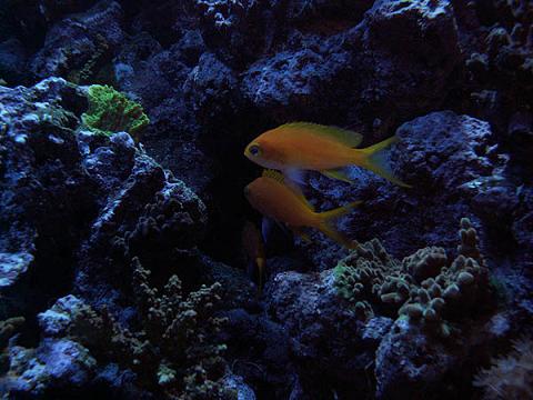 Mina Anthias<br />Pseudanthias pleurotaenia &amp;quot;square Anthias&amp;quot;