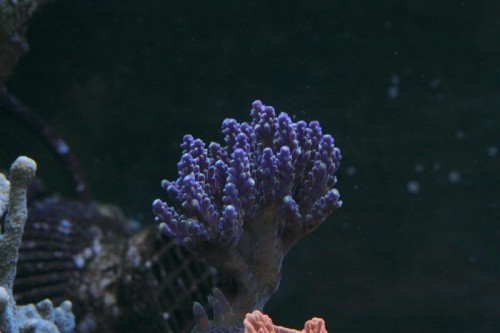 Acropora 1.JPG