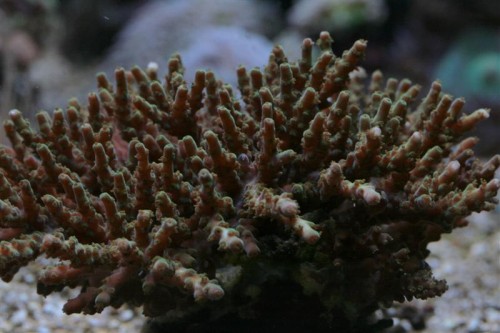 Acropora 3.JPG