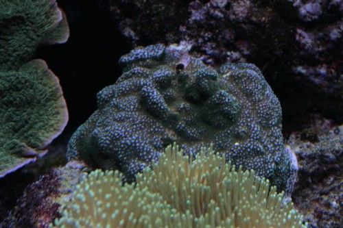 Montipora 5.JPG