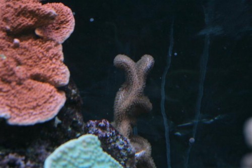 Gorgonia 6.JPG