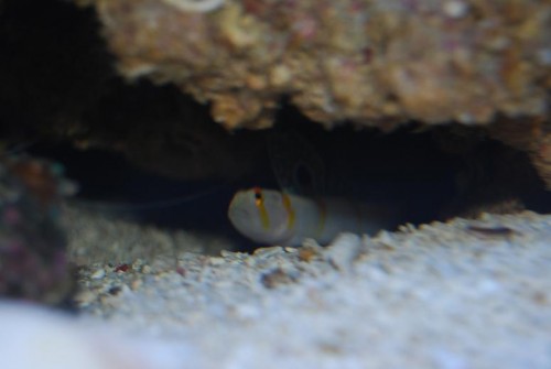 DSC_0087.JPG