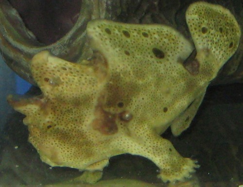 frogfish3.jpg