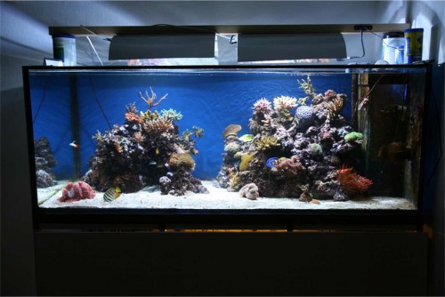 akvarium11.jpg