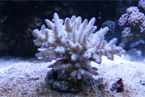 acropora1.jpg