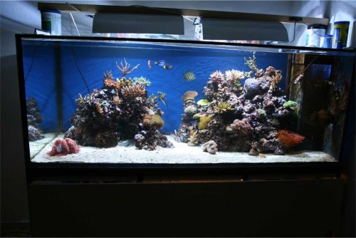 akvarium77.jpg