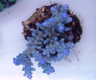Acropora.jpg