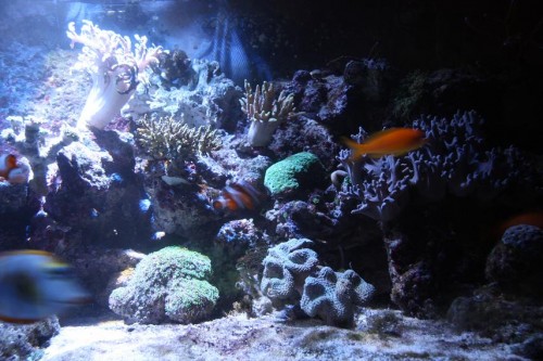 Aquabeam 1000 HD 30 cm over vand.jpg