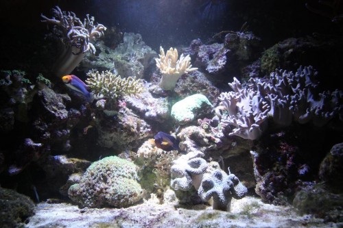 Aquabeam 1000 HD 10 cm over vand.jpg