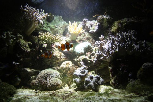 Aquabeam 1000 HD 10 cm over vand uden blå leds.jpg