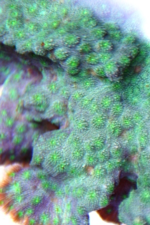 Closeup af nedenstående koral