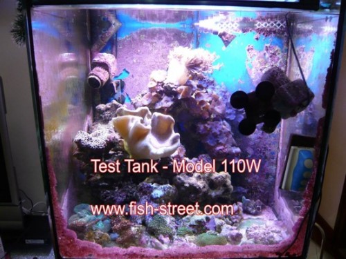 max_fish_110jpg.jpg