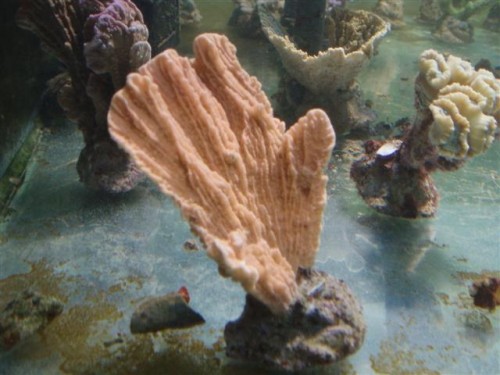 Billede 016 (Small).jpg